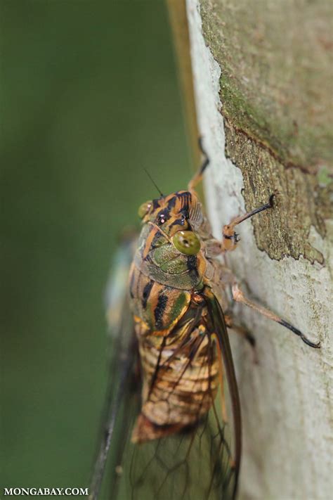 While these obscure references and clues seem disconnected at first glance, they are anything but. Cicada in Borneo