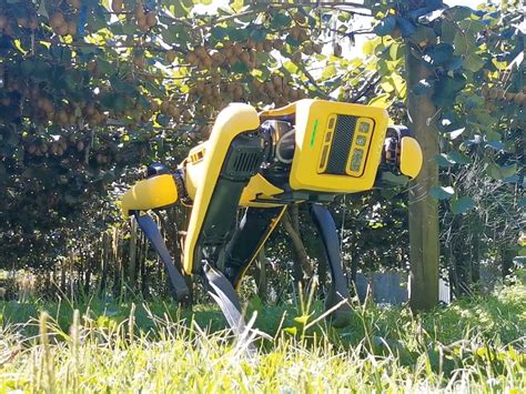 A Robot Dog Now Herds Sheep In New Zealand — Heres How It Works