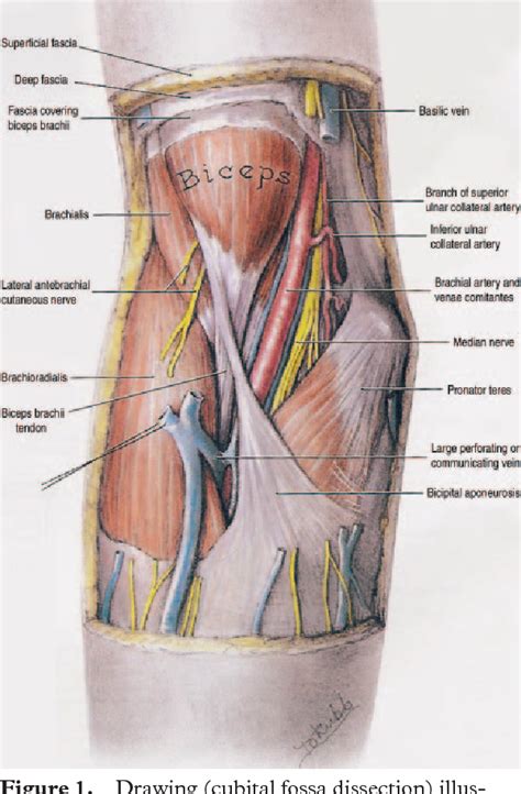 Figure From Disorders Of The Distal Biceps Brachii Tendon Semantic Scholar