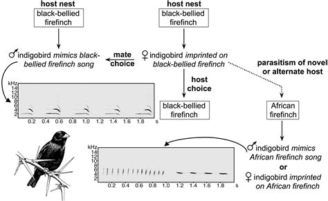 speciation in birds genes geography and sexual selection pnas