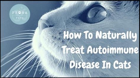 Coccidia are single celled organisms that affect an animal's intestines. How To Naturally Treat Autoimmune Disease In Cats (With ...