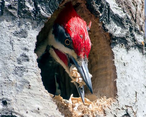 Woodpecker Nest Inside