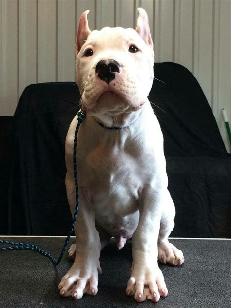 9 Week Old Dogo Argentino Puppy Me And My Boyfriend Want One Of