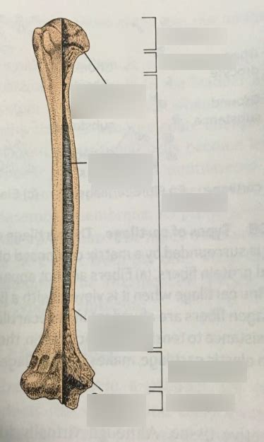 Compact Spongycancellous And Endochondral Bone Diagram Quizlet