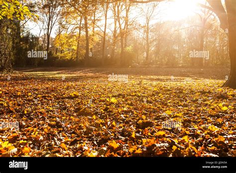 Tiergarten In Berlin In Autumn Stock Photo Alamy