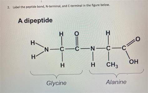 Solved 2 Label The Peptide Bond N Terminal And C Terminal