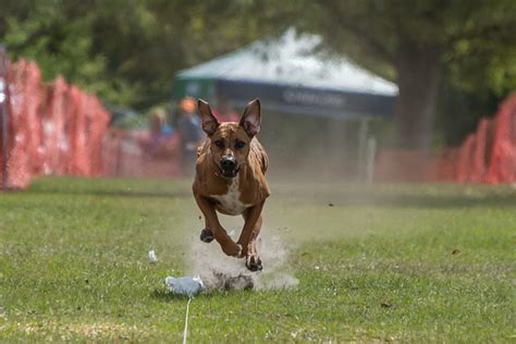 This is a low pass filter. AKC Events at Bark Around the Park