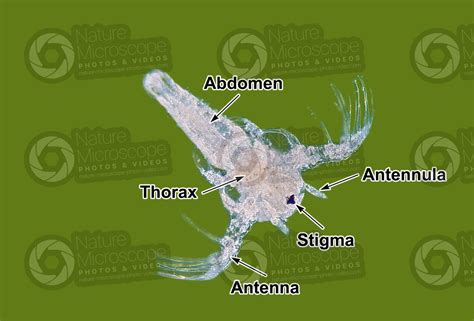 Artemia Salina Artemia Salina Larva Development Of Artemia Salina Arthropods Development