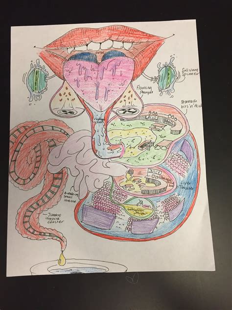 Anusha Murali on Twitter: "Digestive system theme park .. #Excellent
