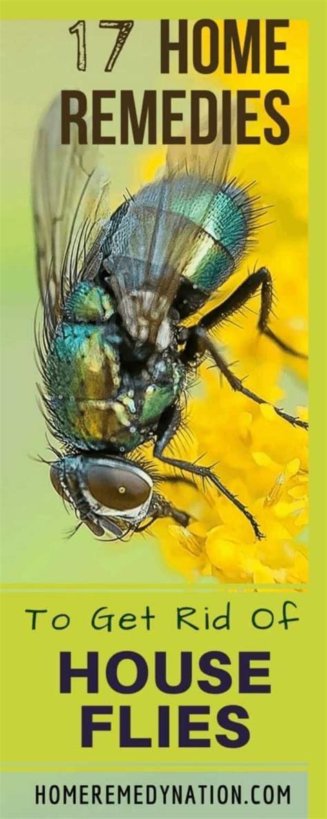 17 Home Remedies To To Kill And Get Rid Of House Flies With Natural