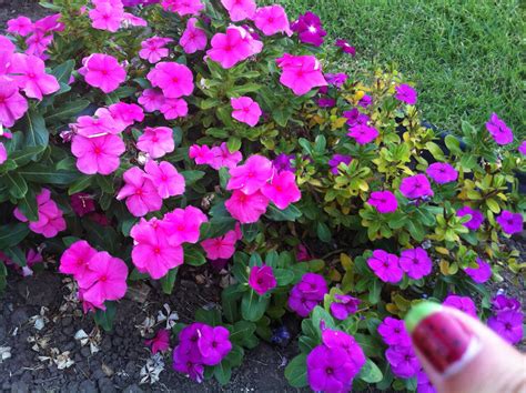 Ap Biology Biological Collection Dicot Plant With Flower And Leaf