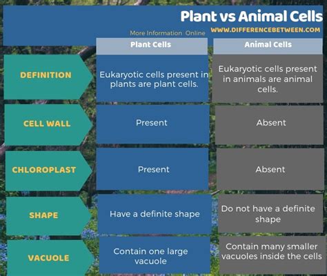 Difference Between Plant And Animal Cells Table