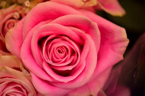 Pretty Pink Rose Pink Rose Rose Bouquet Rose Roses Hd Wallpaper