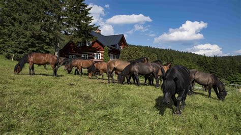 Envío 24h gratis compra 100% segura. Farma Hucul | Krkonoše - oficiální webové stránky