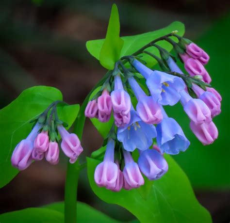 Virginia Bluebells Mertensia Virginica Is A Spring Ephemer Flickr