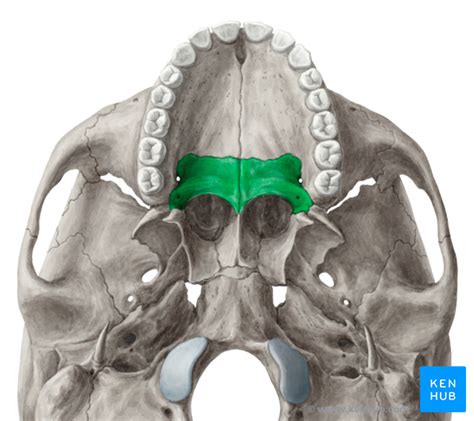 The Palatine Bone Anatomy Borders And Development Kenhub
