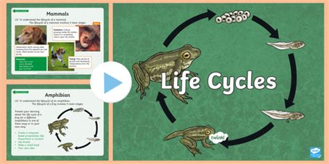 Ks2 Animal Life Cycles Powerpoint Primary Resource