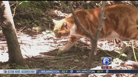 Cat Lovers Battle Company Over Feral Feline Eviction 6abc Philadelphia