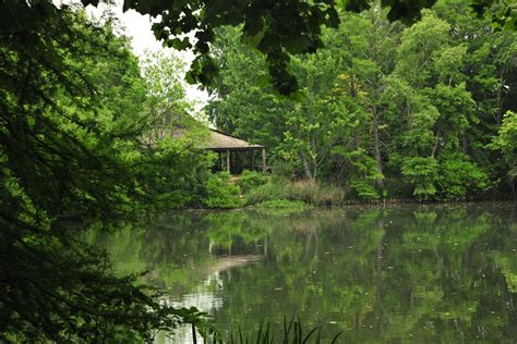 Free Images Tree Swamp Wilderness Flower Lake River Pond