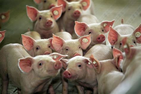 Top 5 Strategies For Getting Weaned Pigs Started On Feed All About Feed