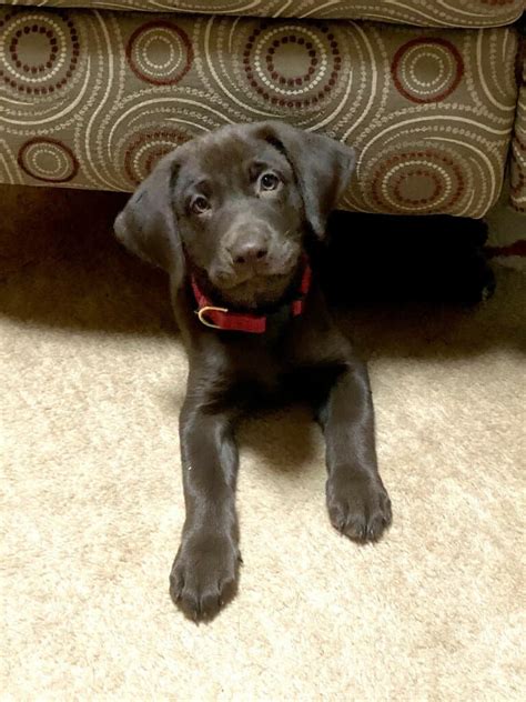 What Training For 10 Week Old Labrador Puppy Otter Tail Kennels
