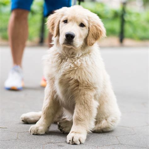 When looking for white golden retriever puppies for sale it is important that you take your time in choosing the right breeder and know the do's & don'ts. Mugsy, Golden Retriever (4 m/o), Washington Square Park ...