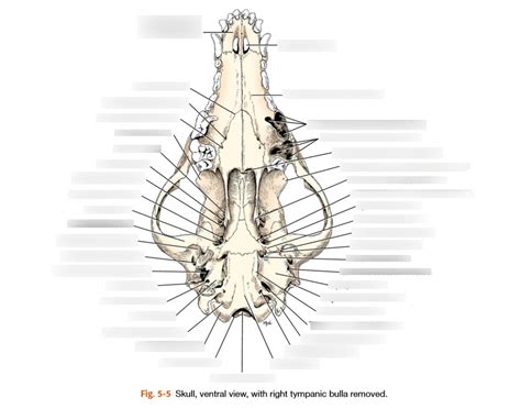 Fig 5 5 Skull Ventral View With Right Tympanic Bulla Removed Diagram