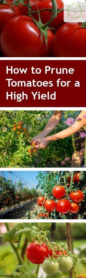 How To Prune Tomatoes For A High Yield Gardening How To Grow
