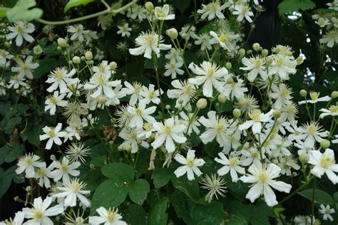 Check spelling or type a new query. Clematis vitalba 'Paul Farges' (Summer Snow). Deze ...