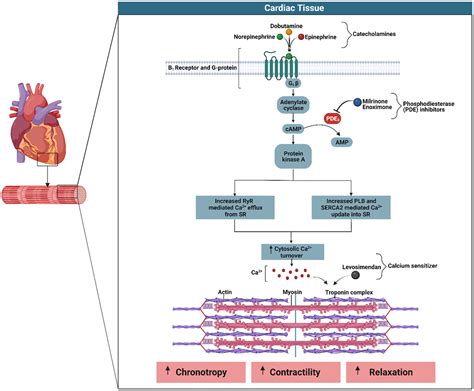 State Of Shock Contemporary Vasopressor And Inotrope Use In