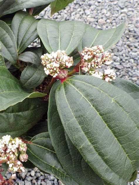 Viburnum Davidii Pépinières De La Rivière