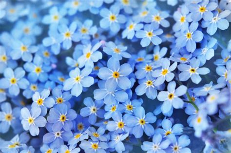 Forget Me Nots Tips And Symbolism Of These Pretty Blue Flowers