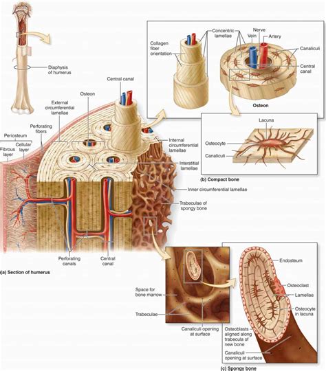 Osseous Stracture Human Body Human Body General Science Quiz