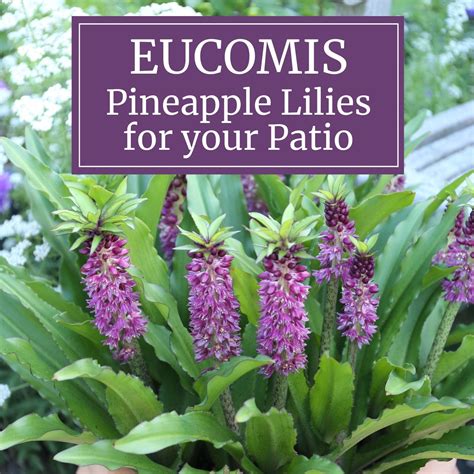 Eucomis Pineapple Lilies For Your Patio Longfield Gardens
