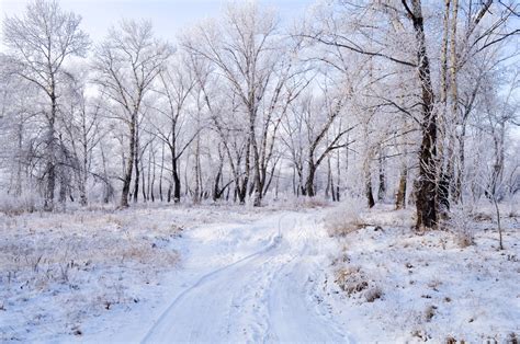 Free Images Landscape Tree Nature Forest Branch Frost Ice