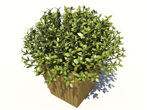 Buxus Box Plant 3d Model Realtime 3d Models World