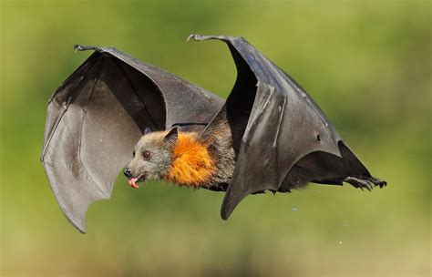 Are Flying Foxes Dangerous Where Can Fruit Bats Be Found