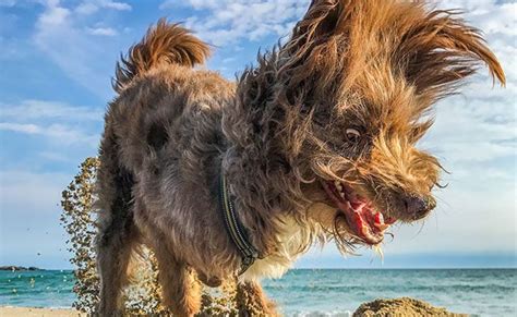 Finalists Of 2017 Comedy Pet Photography Awards On Cute Animal Tab