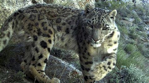 Threatened Snow Leopards Found In Afghanistan The Hindu