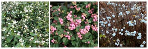 Snowberry Hedging Plants Symphoricarpos Bare Root And More