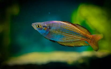Australian Rainbow Fish Care Complete Guide For Beginners Aquariumnexus