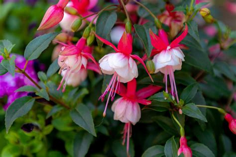 How To Keep Fuchsia Blooming All Summer In Hanging Baskets And Pots