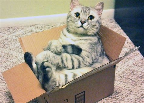 Pet Boxes For Cats Cheaper Than Retail Price Buy Clothing Accessories