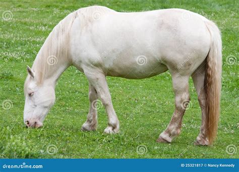 American Cream Draft Horse Royalty Free Stock Photography Image 25321817