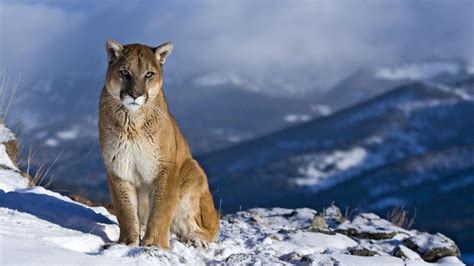 hình nền thiên nhiên tuyết mùa đông Động vật hoang dã chó sói bắc cực puma cougar