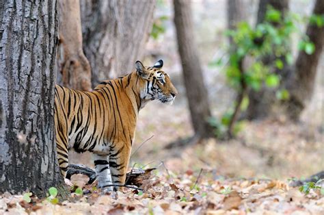 Bandhavgarh Tiger Photography Tour Private Guided Safaris