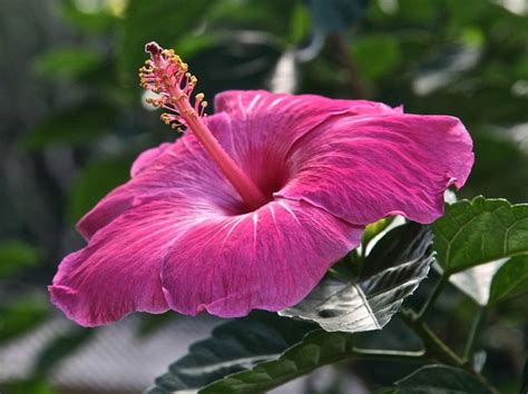 Hibiscus Flower Pink · Free Photo On Pixabay