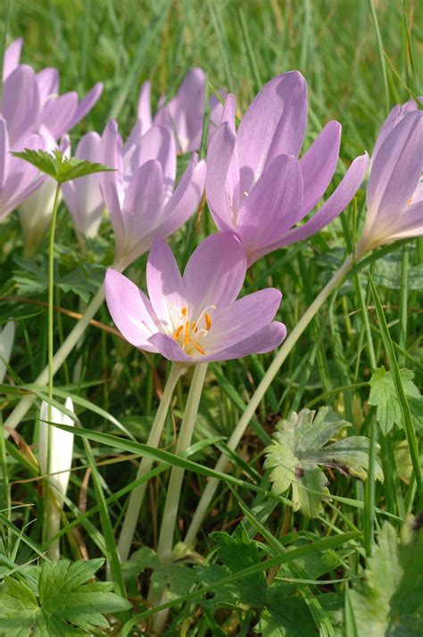 Herbstzeitlose, die auch colchicum genannt wird, wurde zur giftpflanze des jahres 2010 gewählt. Botanikus: Herbstzeitlose