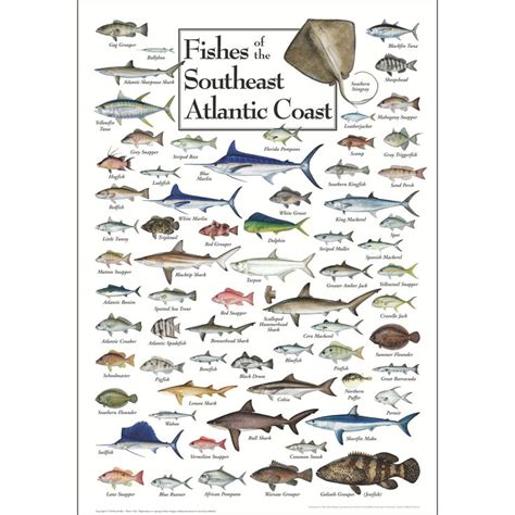 Fishes Of The Southeast Atlantic Coast Poster Earth Sky Water