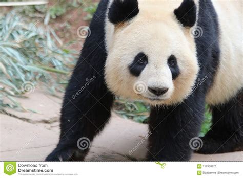 Giant Panda In China Stock Photo Image Of Loves Stick 117358870